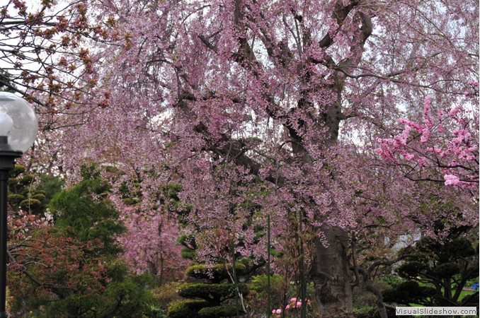 24   札幌市内しだれ桜